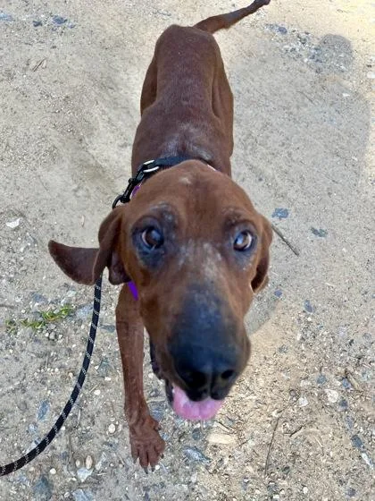 An adult medium-sized male Redbone Coonhound dog named Narwhal for adoption in Marshall, NC