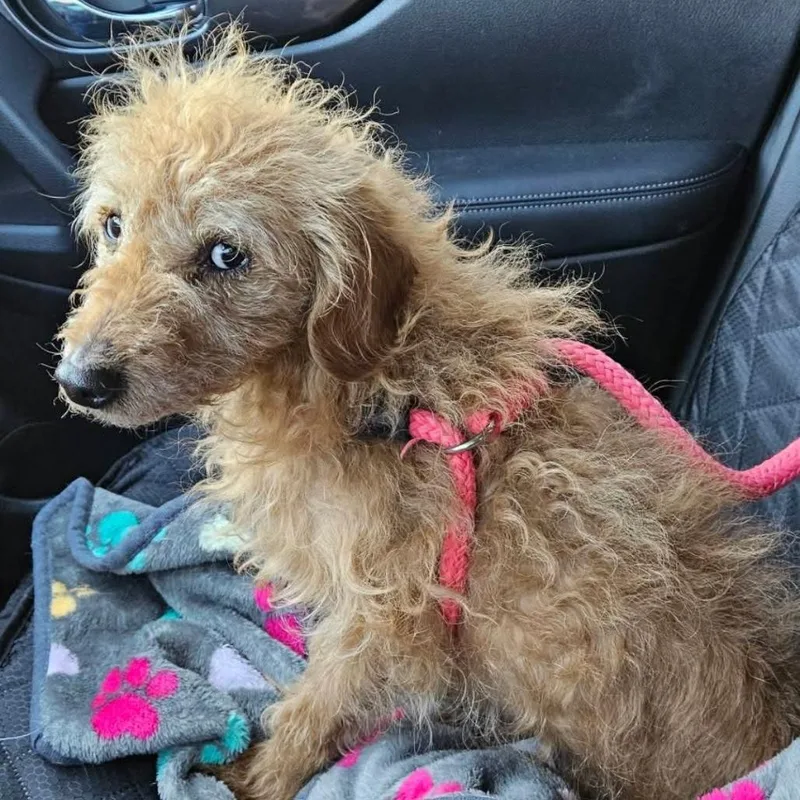 Flea Biscuit thumbnail 2