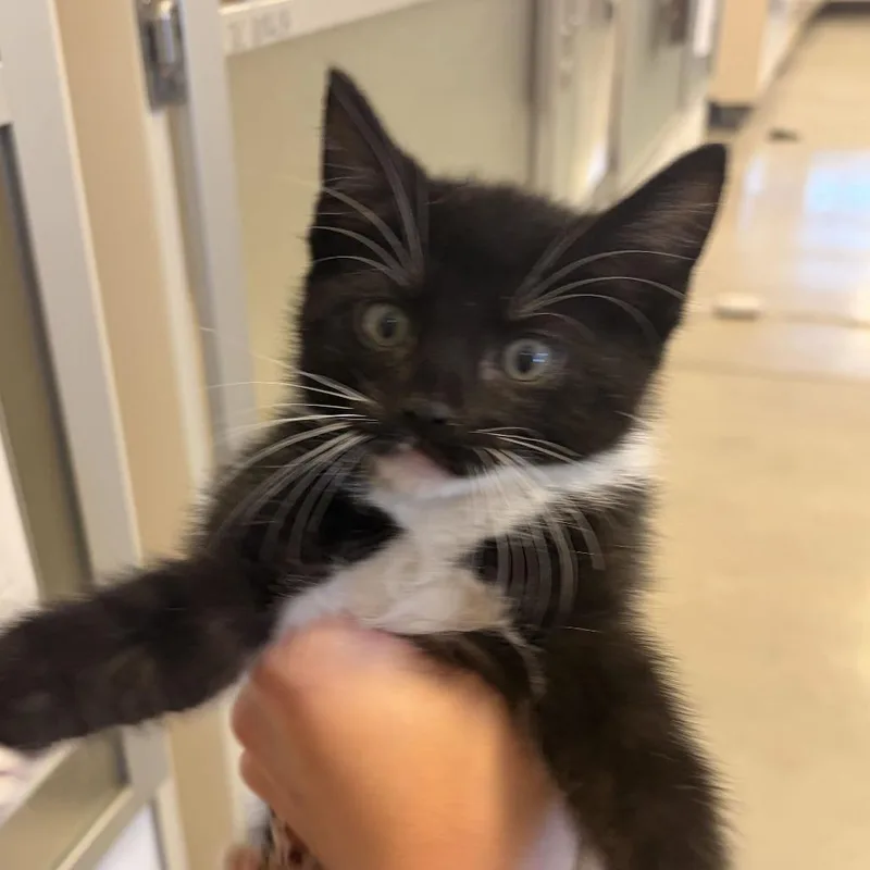 A baby small-sized male Domestic Short Hair cat named Duffel Bag for adoption in Rifle, CO