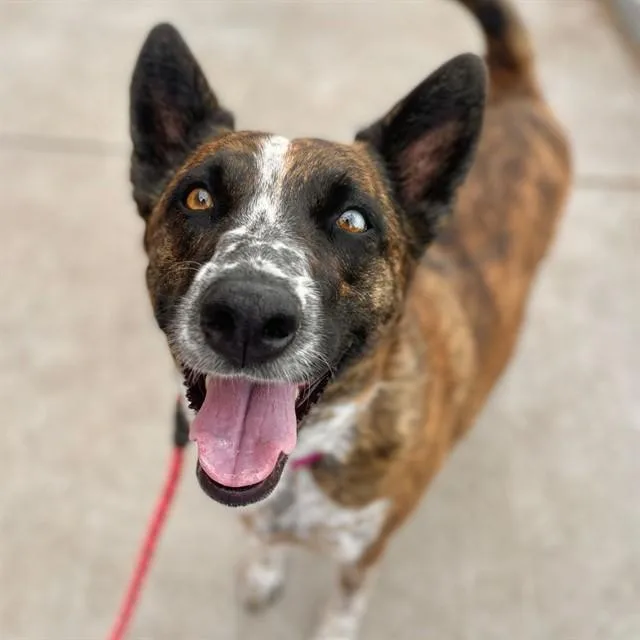 An adult medium-sized female Australian Cattle Dog / Blue Heeler dog named Aspen for adoption in Aurora, CO