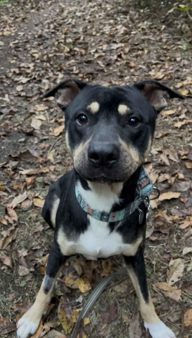 An adult large-sized male Black Doberman Pinscher dog named Almond for adoption in Millerstown, PA