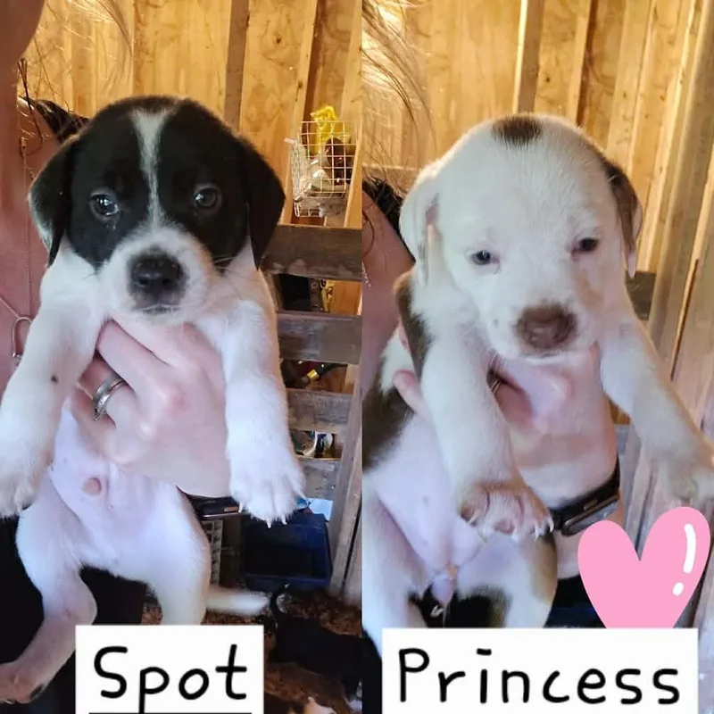 Spots
