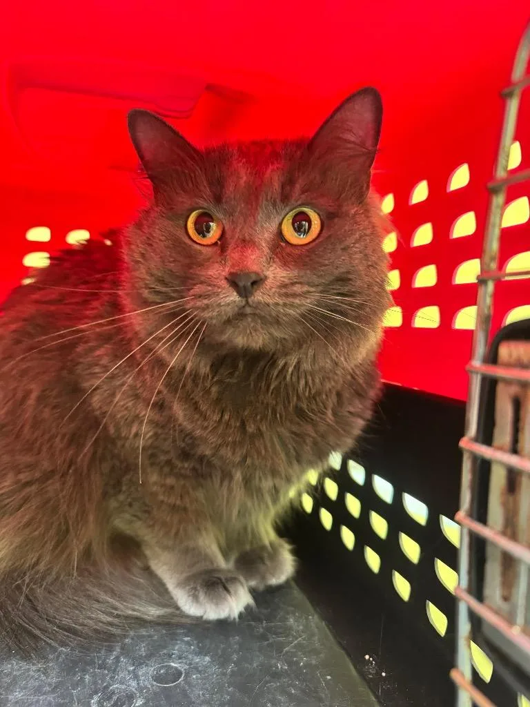 An adult medium-sized female Domestic Long Hair cat named Pebbles for adoption in Crossville, TN