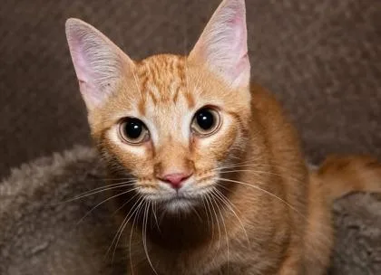 A baby small-sized male Domestic Short Hair cat named Bennie for adoption in Santa Fe, TX
