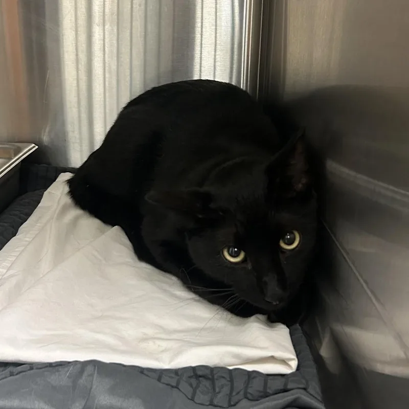 An adult medium-sized male Black Domestic Short Hair cat named Sly Cooper for adoption in Davenport, IA