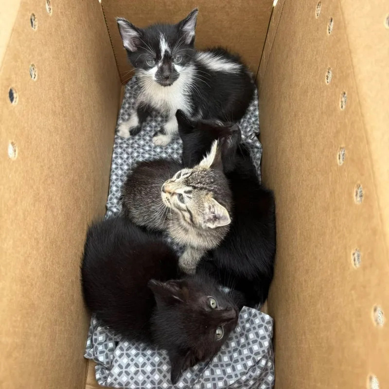 A baby medium-sized male Black & White / Tuxedo Domestic Short Hair cat named Flynn for adoption in Chicago, IL
