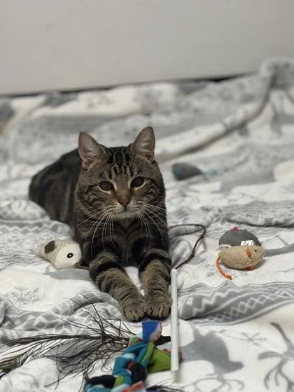 An adult small-sized male Domestic Short Hair cat named Bandit for adoption in West Chester, PA