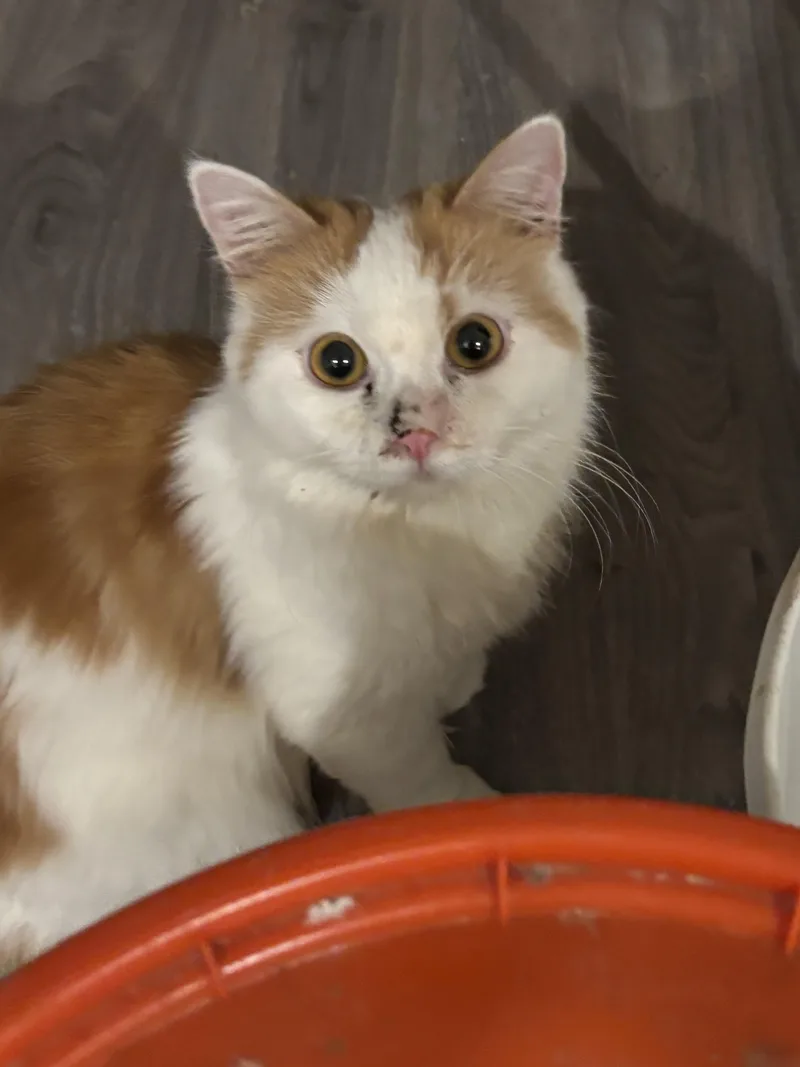 A young medium-sized female Persian cat named Bonnie for adoption in Fairfax, VA