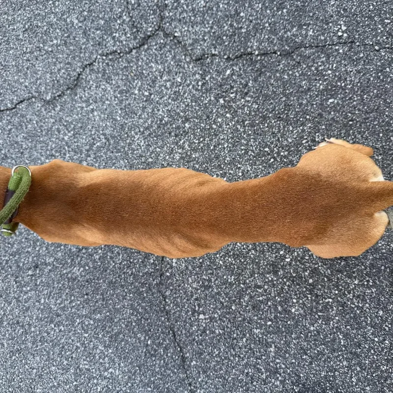 An adult medium-sized male Yellow / Tan / Blond / Fawn Mixed Breed dog named Big Dog for adoption in Columbus, GA