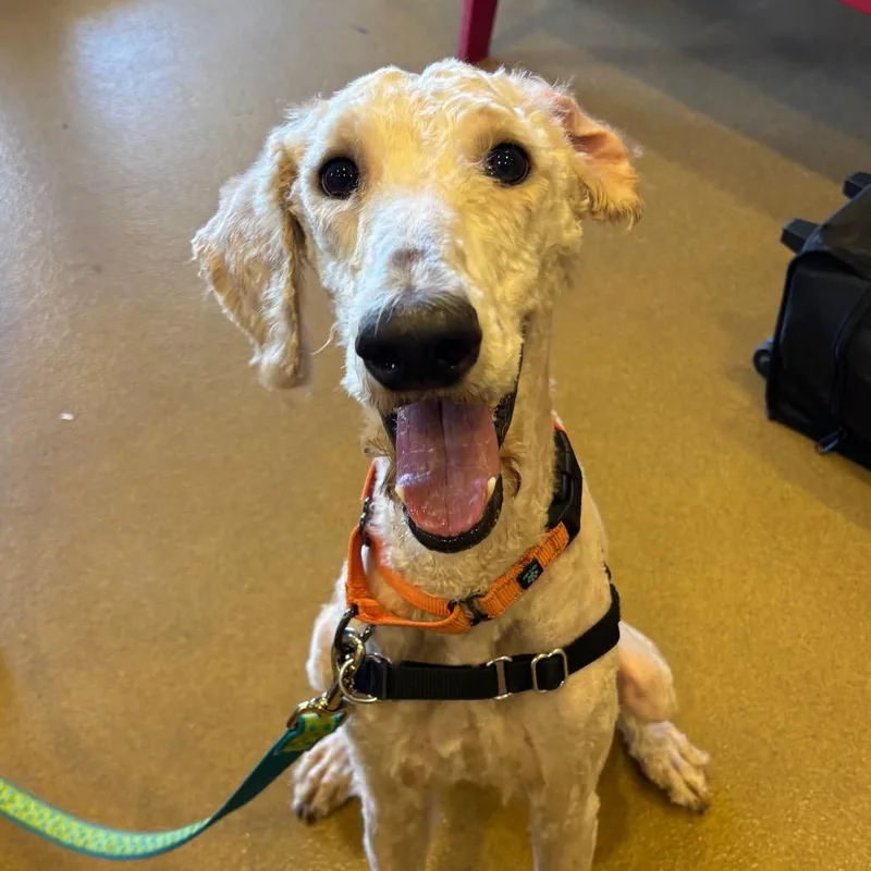 A young medium-sized female White / Cream Mixed Breed dog named Daphne for adoption in Naples, FL
