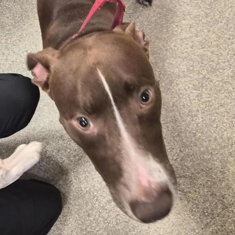 A young medium-sized male Brown / Chocolate Mixed Breed dog named Chocolatier for adoption in Jacksonville, FL