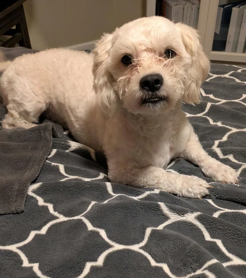 A young small-sized male Standard Poodle dog named Rascal for adoption in Mesa, AZ