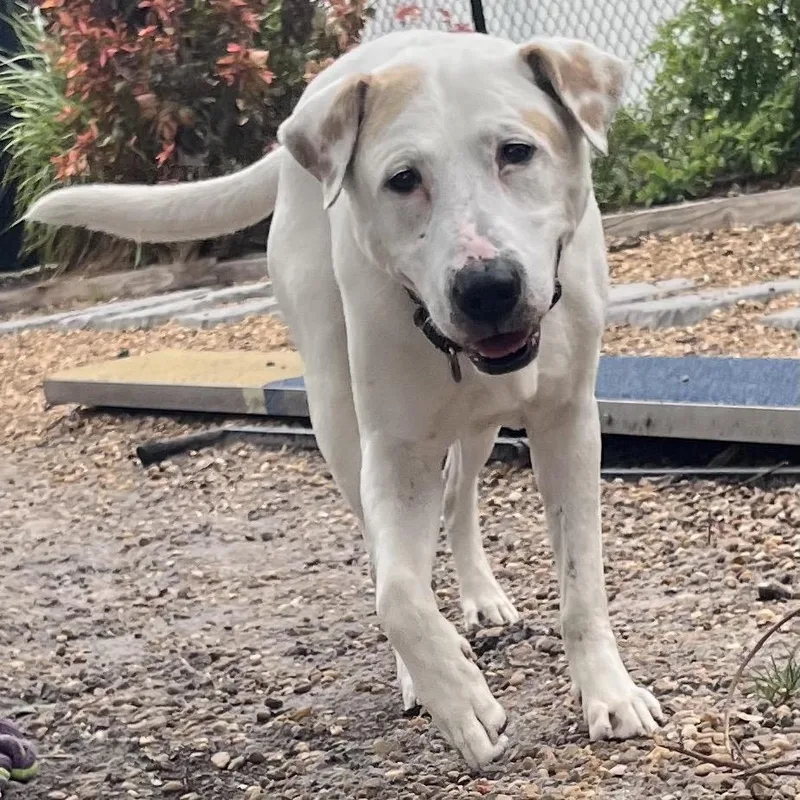 A senior large-sized male White / Cream Mixed Breed dog named Otis for adoption in Sarasota, FL
