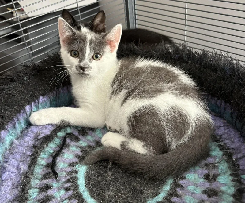 A young medium-sized female Domestic Short Hair cat named Badger for adoption in Trexlertown, PA
