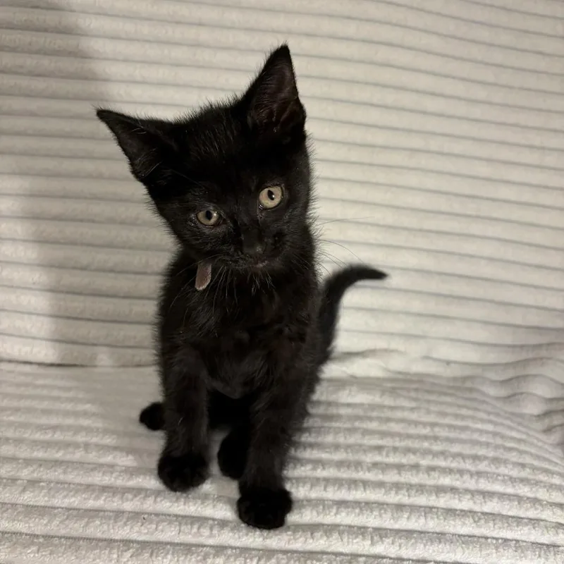 A baby small-sized male Black Domestic Short Hair cat named Mage for adoption in Normal, IL
