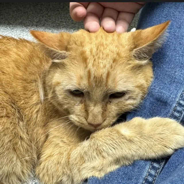 An adult medium-sized male Domestic Short Hair cat named Ziggy for adoption in Naples, FL