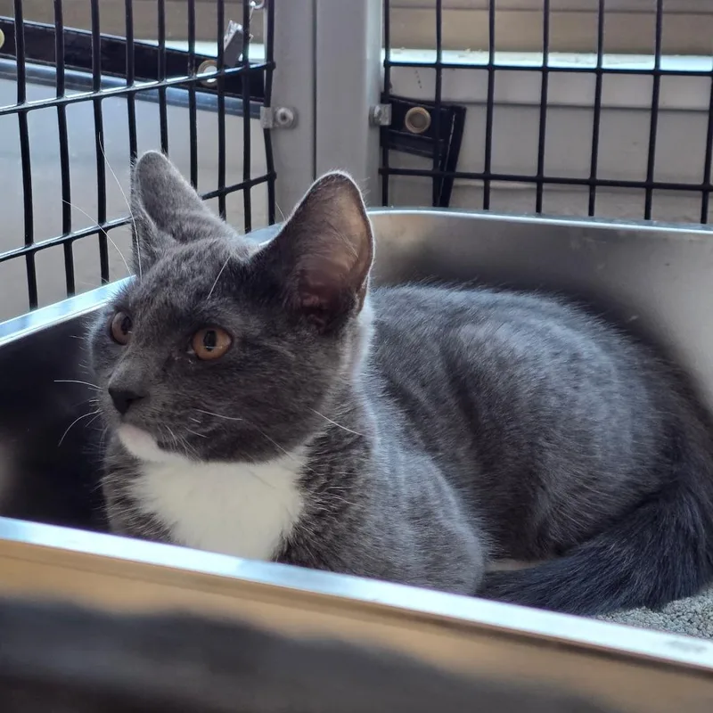 A baby small-sized female Domestic Short Hair cat named Trinity for adoption in Allyn, WA