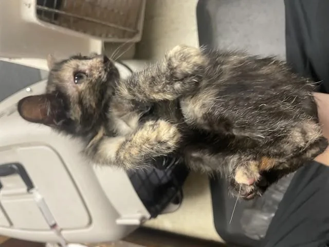 A baby small-sized female Domestic Short Hair cat named Begonia for adoption in Stockton, CA