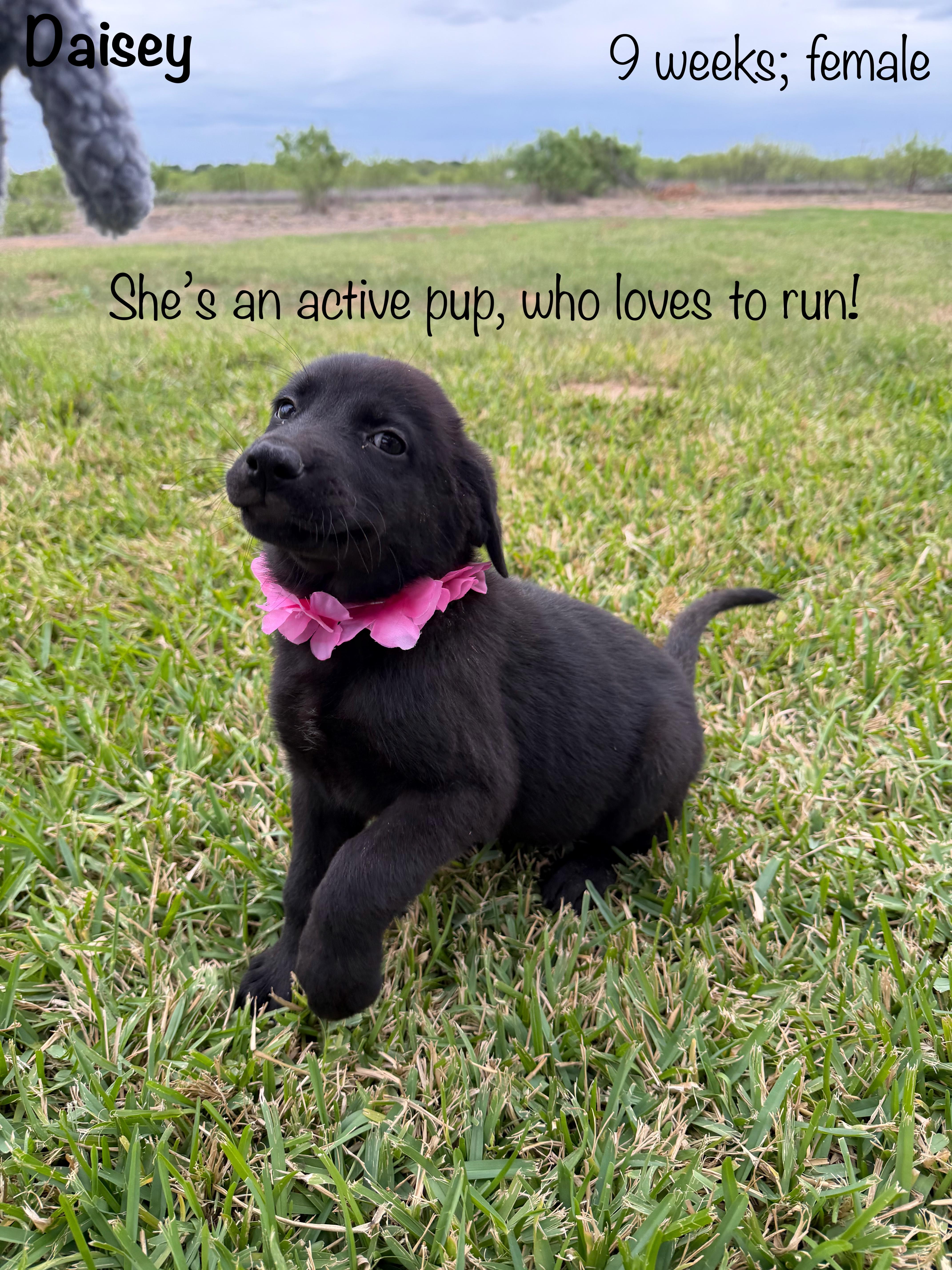 A baby large-sized female Black Black Labrador Retriever dog named Daisey for adoption in Paramus, NJ