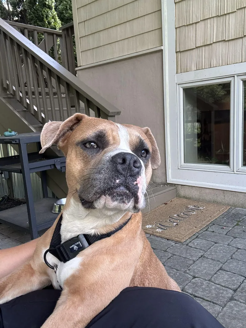 A young medium-sized female Yellow / Tan / Blond / Fawn Boxer dog named Gigi for adoption in Blue Bell, PA