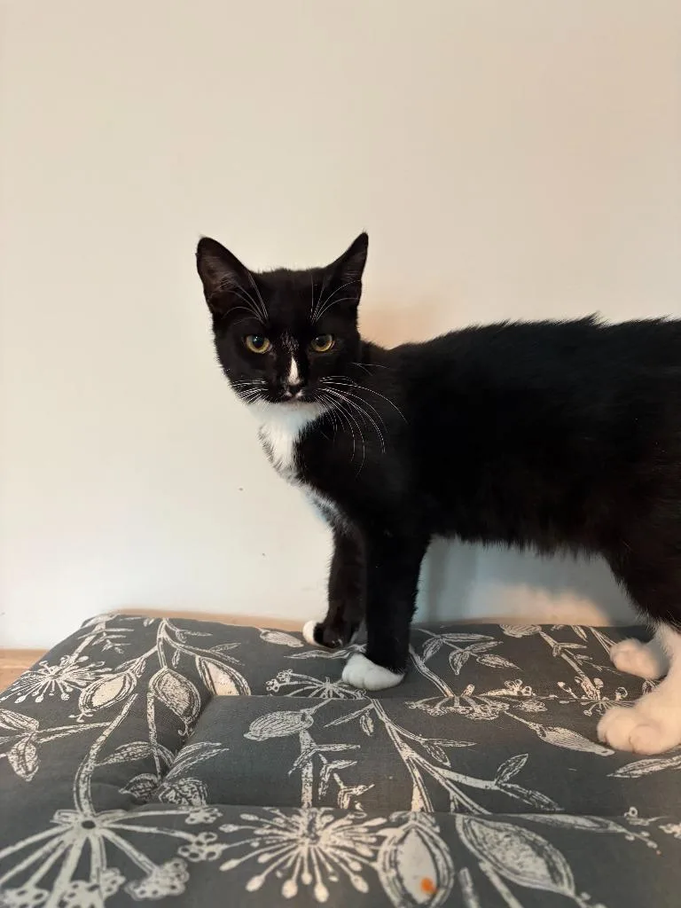 A baby large-sized male Domestic Short Hair cat named Giblet for adoption in warrenville, SC