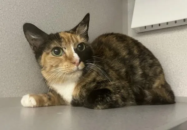 An adult medium-sized female Domestic Short Hair cat named Pintada for adoption in Stratham, NH