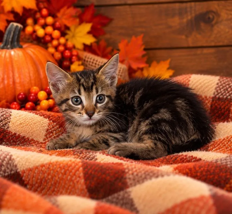 A young medium-sized male Domestic Medium Hair cat named Finn for adoption in Lagrange, IN
