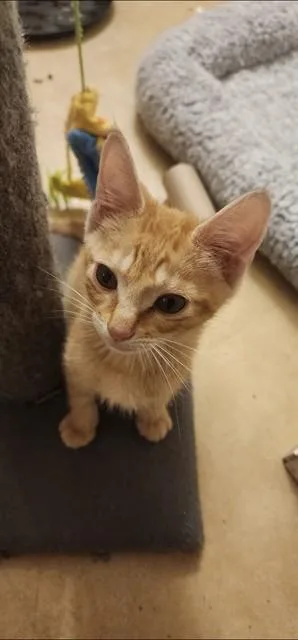A baby small-sized male Domestic Short Hair cat named Nibbler for adoption in Ocala, FL