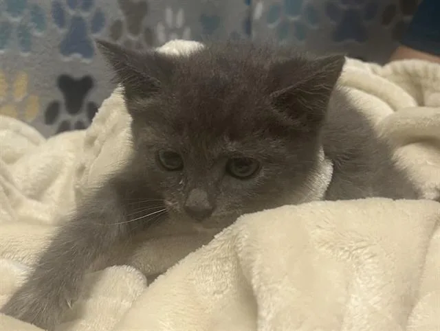 A baby small-sized female Domestic Short Hair cat named Lily for adoption in Rosenberg, TX