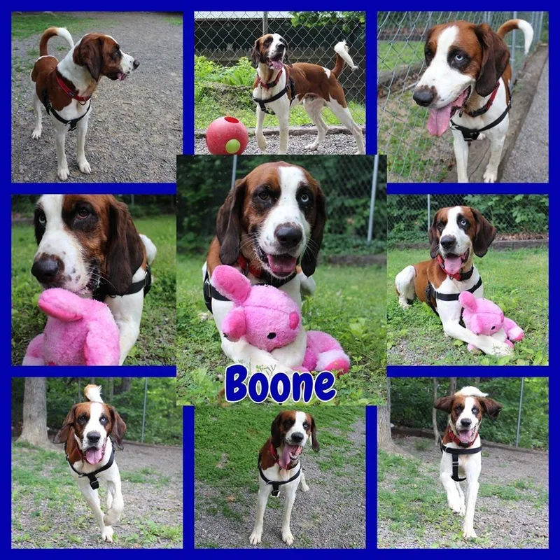 A senior large-sized male White / Cream Saint Bernard dog named Boone for adoption in Berkeley Springs, WV