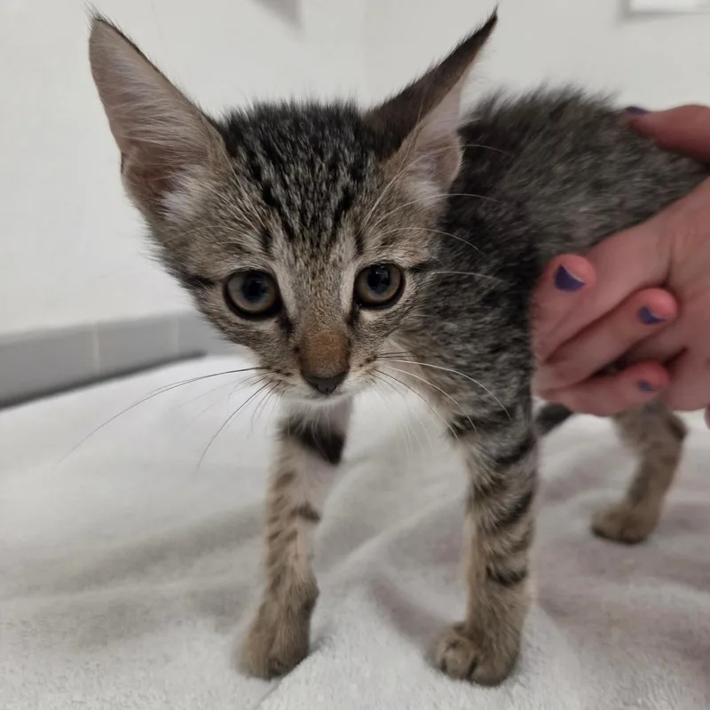 A baby small-sized male Brown / Chocolate Domestic Short Hair cat named Pete for adoption in Austin, TX
