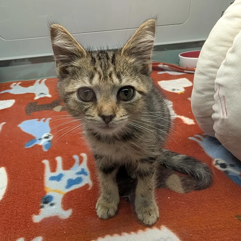 A baby medium-sized female Tabby (Brown / Chocolate) Domestic Short Hair cat named KitKat for adoption in Suffolk, VA