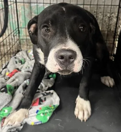 An adult medium-sized male Mixed Breed dog named Dewey for adoption in West Chester, PA
