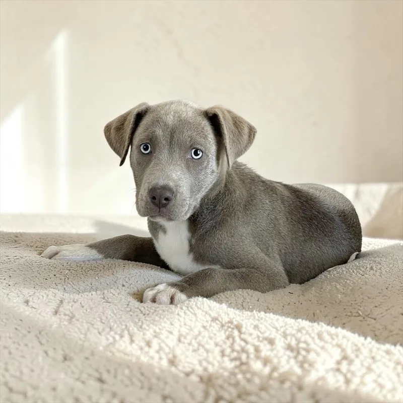 Baby Bellinger thumbnail 2