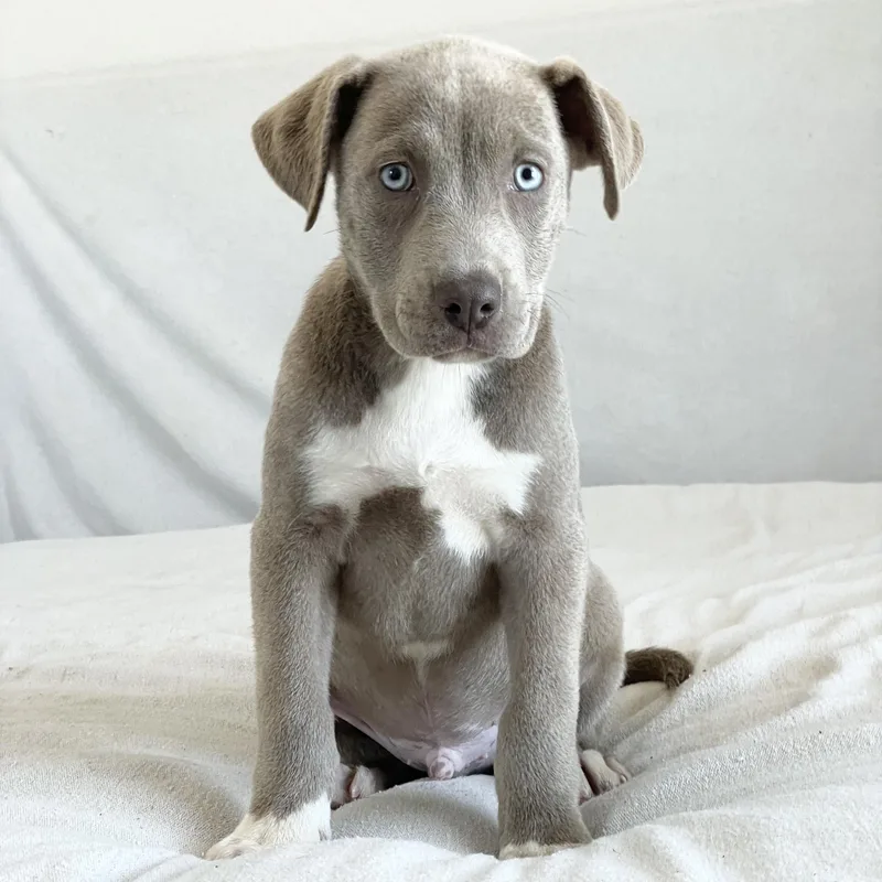 A baby large-sized male Gray / Blue / Silver Labrador Retriever dog named Baby Bellinger for adoption in Burlington, NC