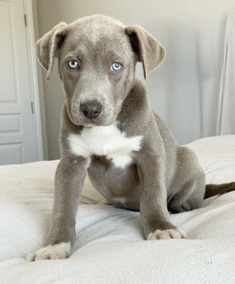 Baby Bellinger thumbnail 3