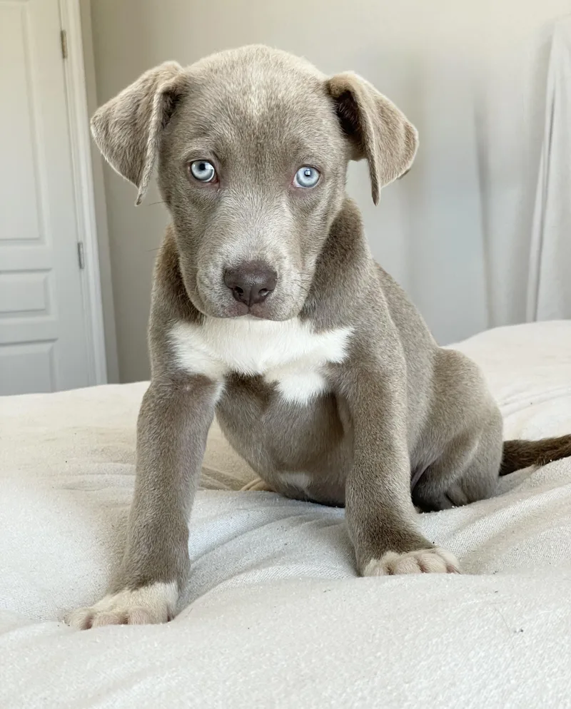 Baby Bellinger thumbnail 4