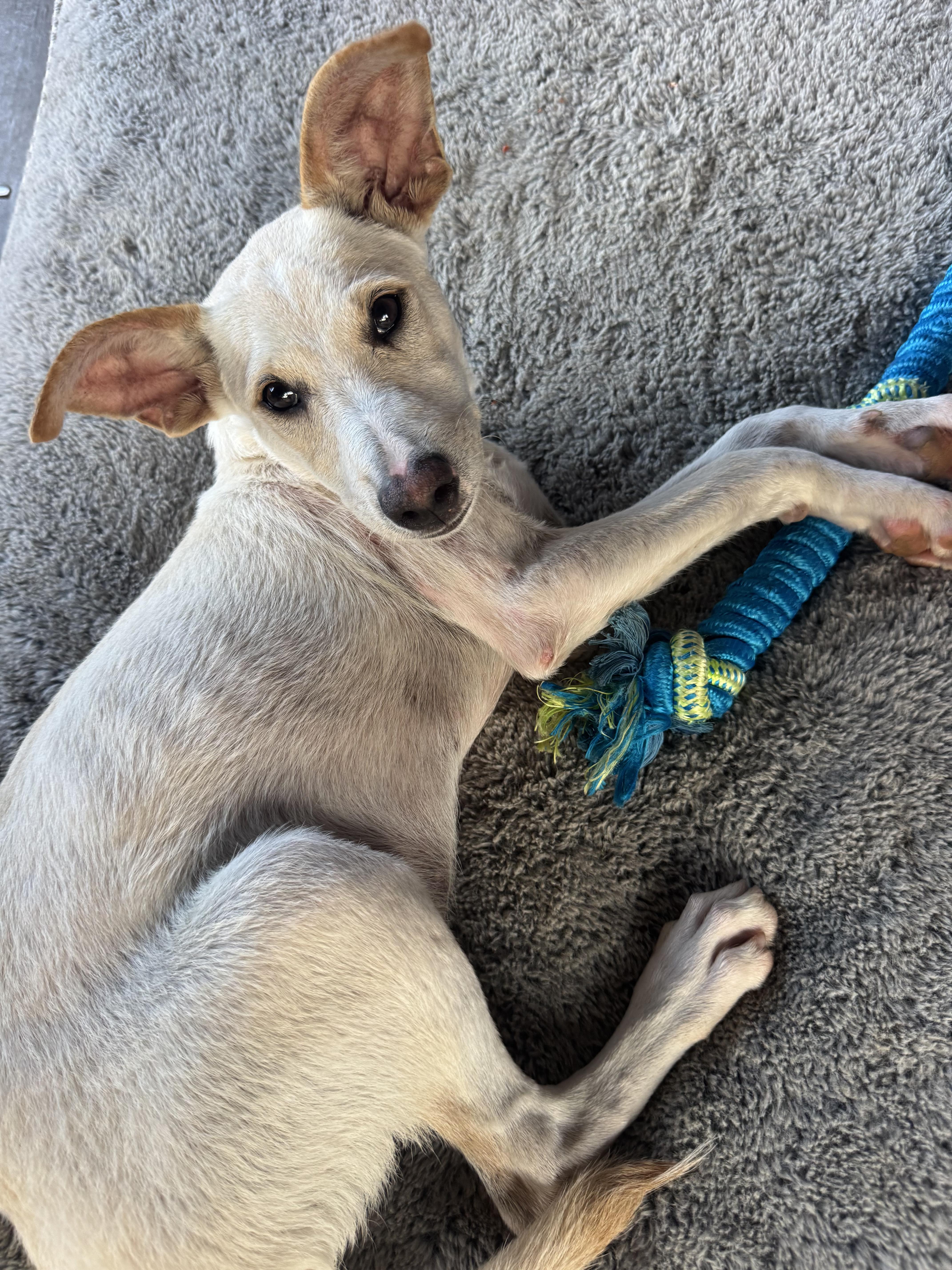 A baby medium-sized male White / Cream Carolina Dog dog named Charlie The BigEared for adoption in Carolina, PR