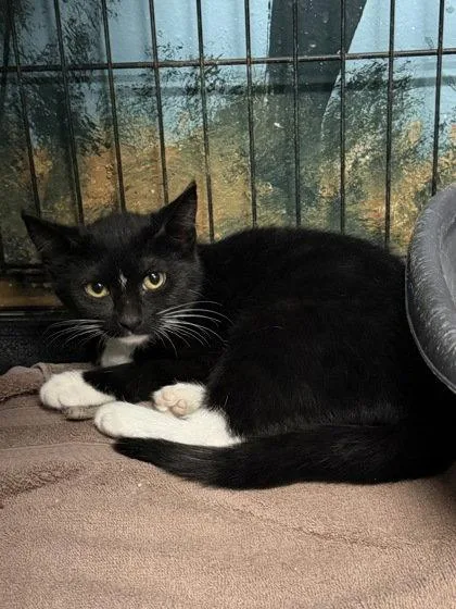 A baby small-sized female Black & White / Tuxedo Domestic Short Hair cat named 7135 (Raggedy Ann) for adoption in Lake City, MI