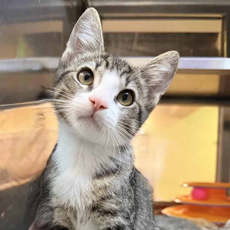 A baby small-sized female Gray / Blue / Silver Domestic Short Hair cat named Tic for adoption in Palm Springs, CA