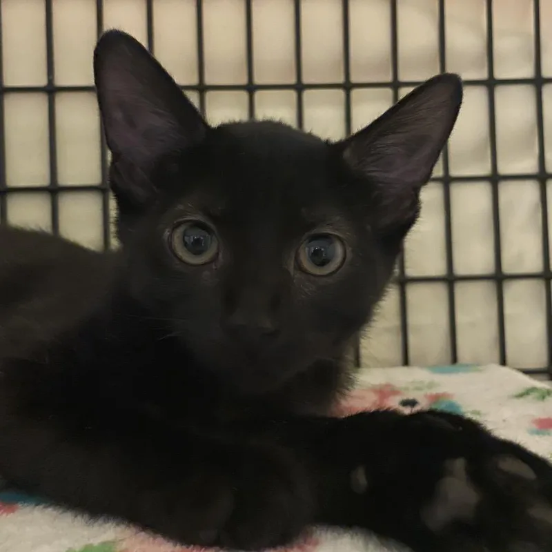 A baby small-sized female Domestic Short Hair cat named Joyce Monroe for adoption in Chicago, IL