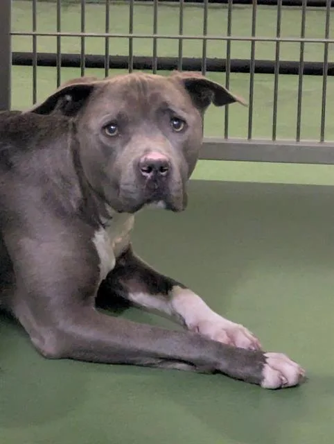 An adult large-sized female Pit Bull Terrier dog named Kali for adoption in Dallas, TX