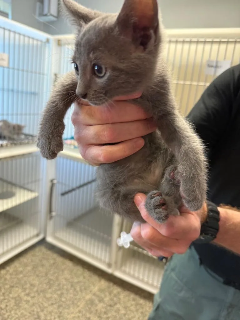 A baby small-sized male Domestic Short Hair cat named Cogsworth for adoption in Columbia, TN