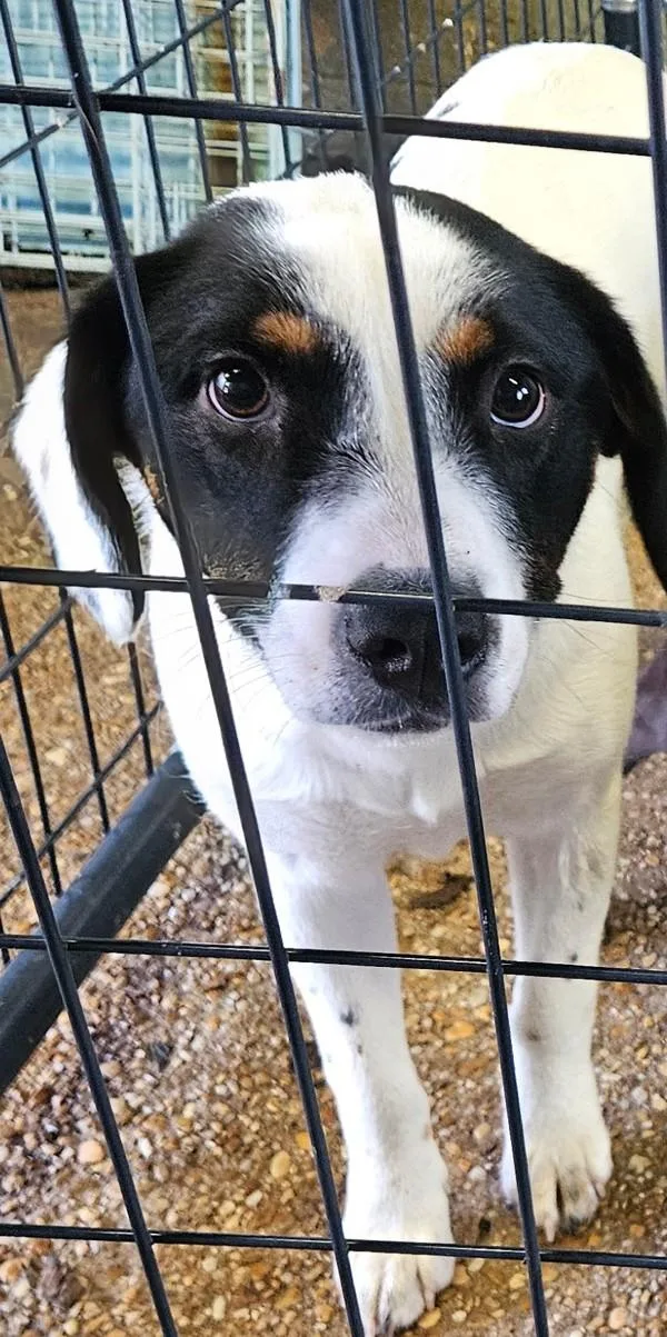 A young medium-sized female Mixed Breed dog named Cagney for adoption in Mobile, AL