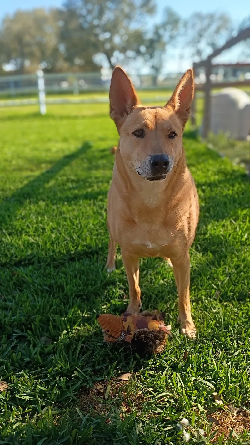 Melodylike Sunshine On Your thumbnail 3