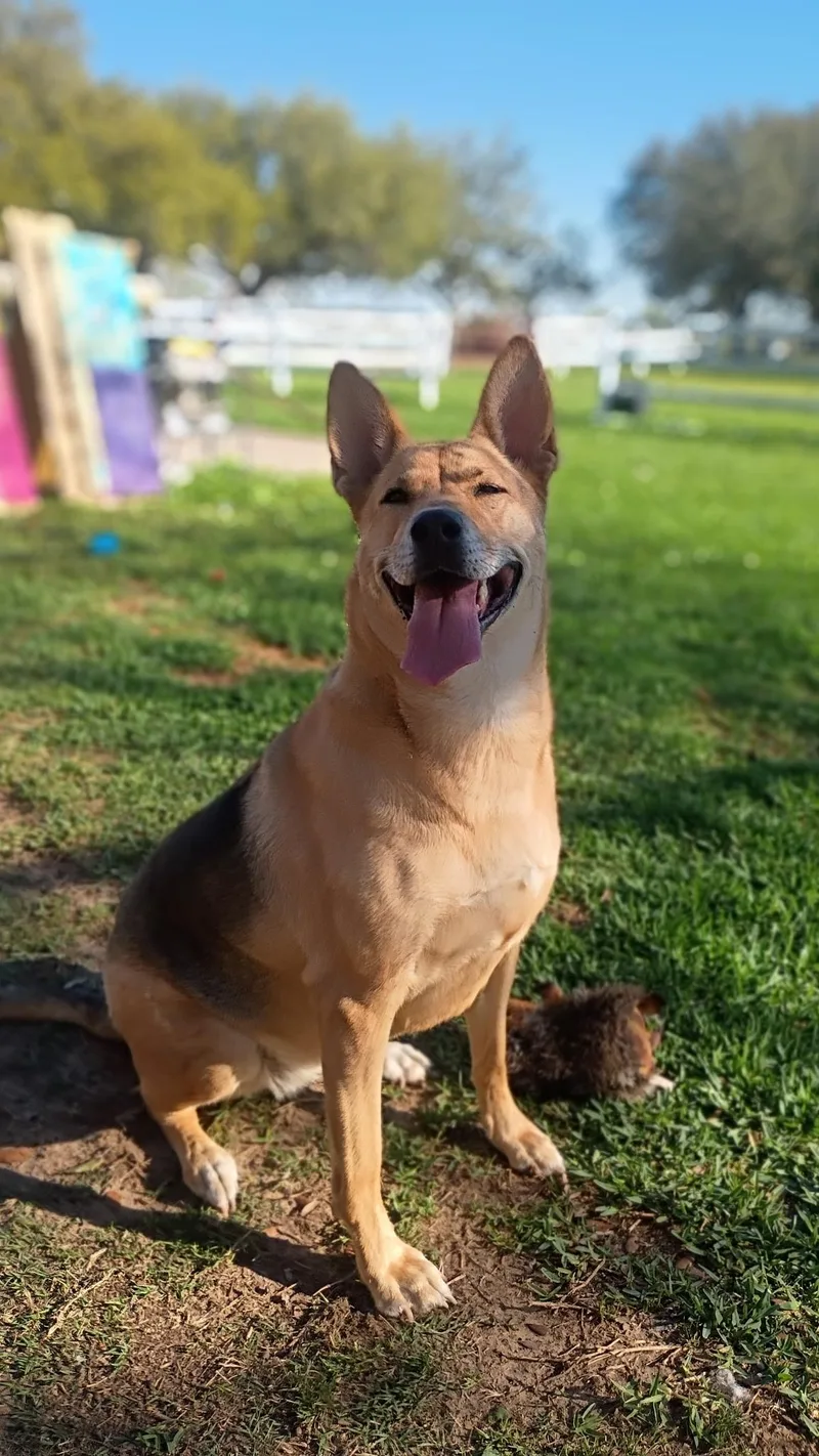 Melodylike Sunshine On Your