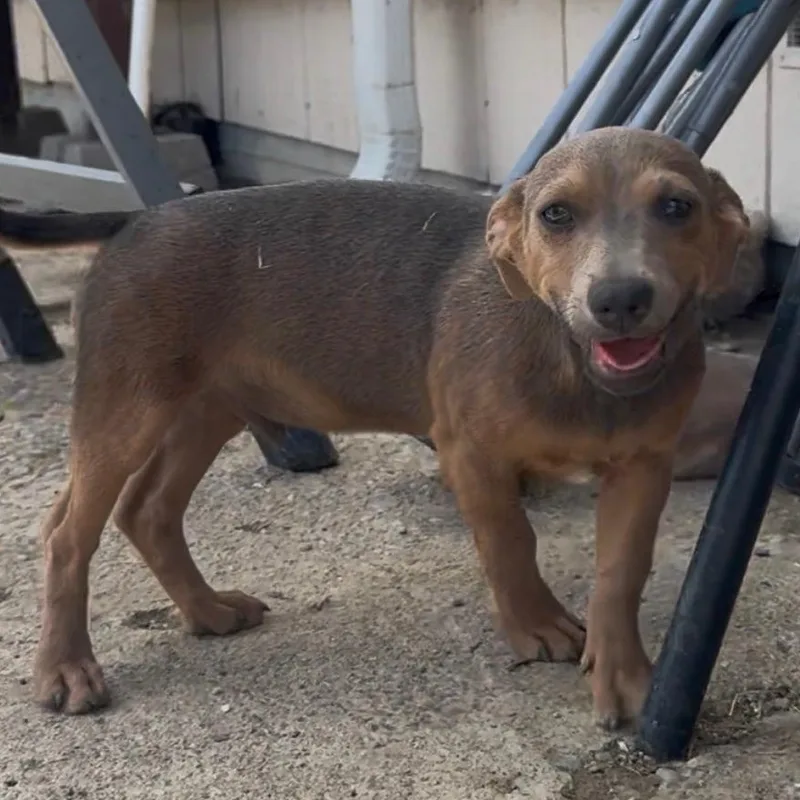 Mr. Tiny Slinky