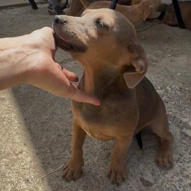 Mr. Tiny Slinky thumbnail 2