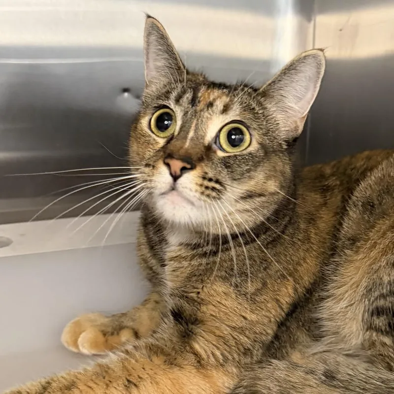 An adult small-sized female Domestic Short Hair cat named Ziti for adoption in Los Angeles, CA