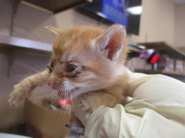 A baby small-sized male Domestic Short Hair cat named Perry for adoption in Ocala, FL